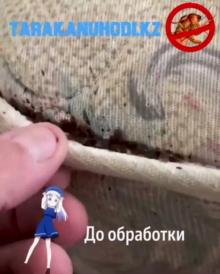 Обработка от клопов