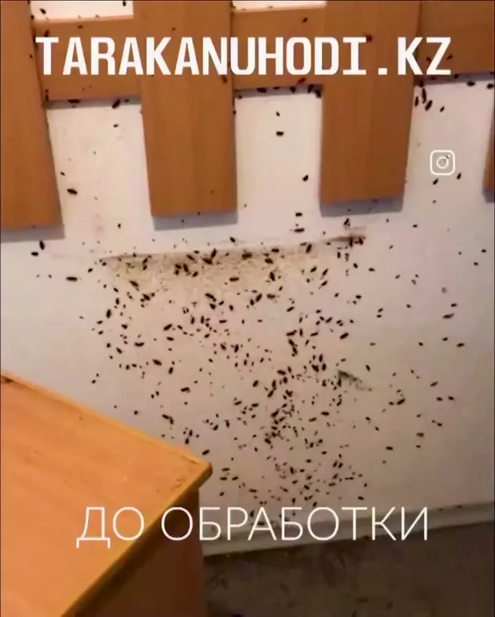 Обработка от тараканов